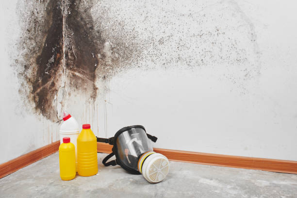 Best DIY Mold Remediation Support Services in Trussville, AL
