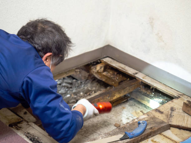 Best Post-Flood Mold Remediation in Trussville, AL
