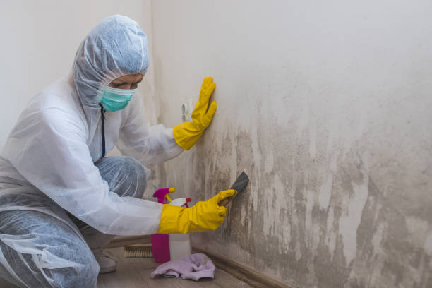 Best Attic Mold Remediation in Trussville, AL