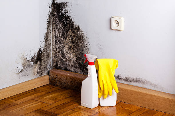 Best Basement Mold Remediation in Trussville, AL