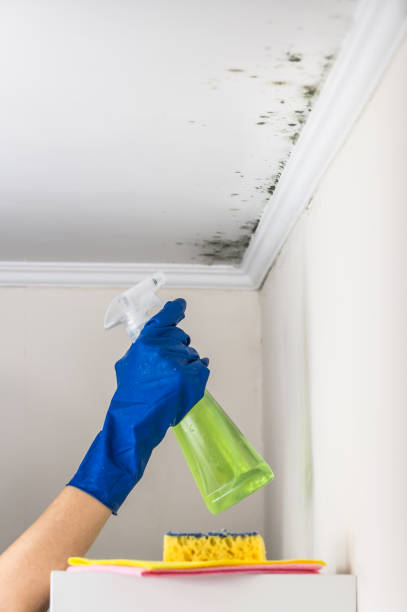 Trusted Trussville, AL Mold Remediation Experts